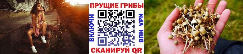 Псилоцибиновые грибы прущие грибы  даркнет сайт  Сланцы 